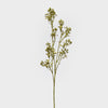 Gypsophila Spray
