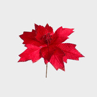 Poinsettia