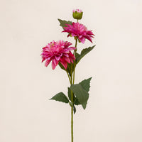 Dahlia