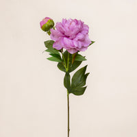 Peony