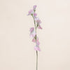 Sweetpea