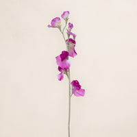 Sweetpea