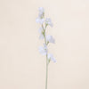 Sweetpea