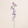 Sweetpea