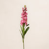 Matthiola
