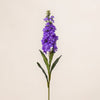 Matthiola