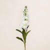 Matthiola