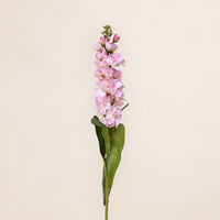 Matthiola