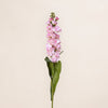 Matthiola