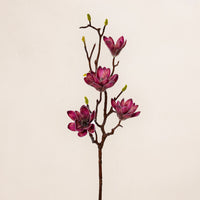 Magnolia