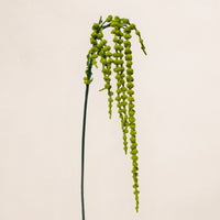 Amaranthus