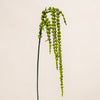 Amaranthus