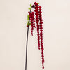 Amaranthus