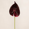 Anthurium