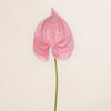 Anthurium
