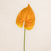 Anthurium