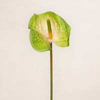 Anthurium