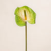 Anthurium