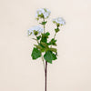 Viburnum