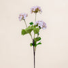Viburnum