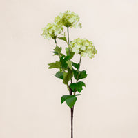 Viburnum