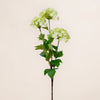 Viburnum