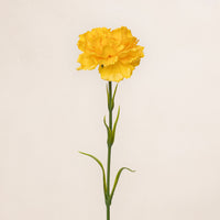 Carnation