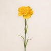 Carnation Single