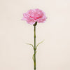 Carnation Single