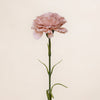 Carnation Single