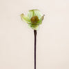 Lady Slipper