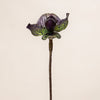 Lady Slipper