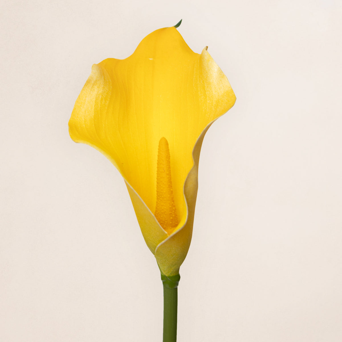 Calla Lilly & Designer Blooms PH