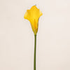Calla Lilly