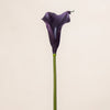 Calla Lilly
