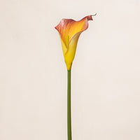 Calla