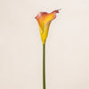 Calla Lilly