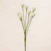 Craspidia Spray