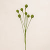 Craspidia Spray