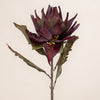 King Protea