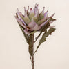 King Protea