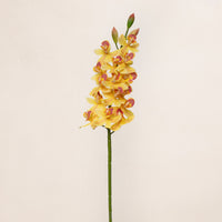 Cymbidium