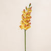 Cymbidium