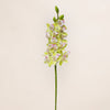 Cymbidium