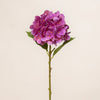Hydrangea