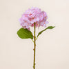 Hydrangea