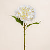 Hydrangea