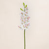 Cymbidium