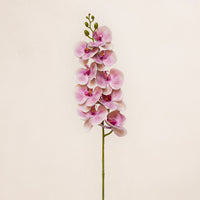 Phalaenopsis