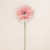 Spider Gerbera